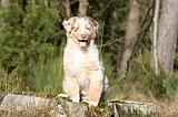 BERGER AUSTRALIEN PUPPIES 655